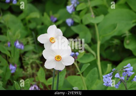 Ein Paar Narzissen-Blumen des Dichters in einem Garten mit blauen Glockenblumen von Virginia. Stockfoto