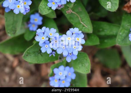 Ein Nahaufnahme eines Blumenbeets von Vergissmeinnicht-Blumen, die im Frühjahr blühen. Stockfoto