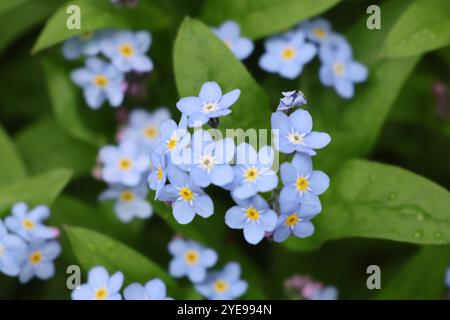 Ein Nahaufnahme eines Blumenbeets von Vergissmeinnicht-Blumen, die im Frühjahr blühen. Stockfoto