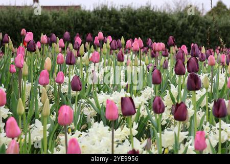 Ein mehrfarbiges Tulpenfeld, das im Frühling an einem bewölkten Tag blüht. Stockfoto