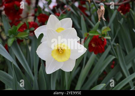 Im Frühjahr blühen Virginia-Blauglockenblüten. Stockfoto