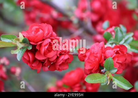 Ein Nahfoto von hellroten Baumknospen in Blüte. Stockfoto