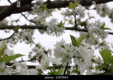 Die Zweige eines gewöhnlichen Birnenbaums schwellen im frühen Frühjahr mit weißen Blüten. Stockfoto