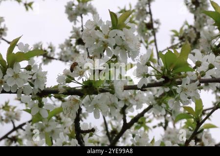 Die Zweige eines gewöhnlichen Birnenbaums schwellen im frühen Frühjahr mit weißen Blüten. Stockfoto