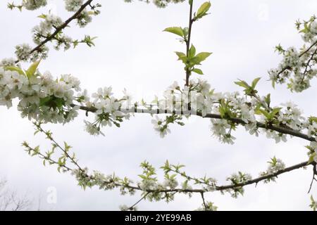 Die Zweige eines gewöhnlichen Birnenbaums schwellen im frühen Frühjahr mit weißen Blüten. Stockfoto