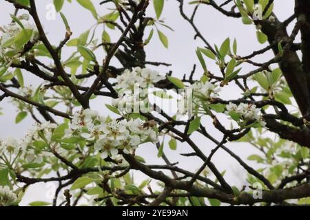 Die Zweige eines gewöhnlichen Birnenbaums schwellen im frühen Frühjahr mit weißen Blüten. Stockfoto