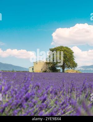Lavendelfeld, ein Haus und ein Baum. Verschwommener Lavendel im Vordergrund. Plateau de Valensole, Region Provence, Frankreich, Europa Stockfoto