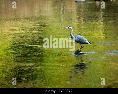 Graureiher in Untiefen (langbeinige Watvögel, scharfe Spitzschnabelschnabelschnabel, Jägerfischerei, Jagd auf Beute) - Yorkshire Dales, England, Großbritannien. Stockfoto