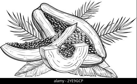 Vektor-Illustration von Papaya-Früchten mit Palmblättern in linearer Art. Lebensmittelätzung von Pfotenpflanzen mit schwarzer Tinte. Umrisszeichnung eines exotischen tropischen Desserts. Skizze für Produktionslabel. Stock Vektor