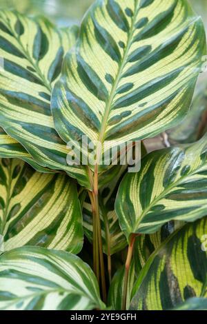 Peacock Plant Blätter, Calathea Makoyana Stockfoto