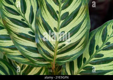 Peacock Plant Blätter, Calathea Makoyana Stockfoto