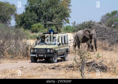 Afrikanischer Elefant (Loxodonta africana) überquert hinter einem Safari-Fahrzeug im Ruaha-Nationalpark, Tansania Stockfoto