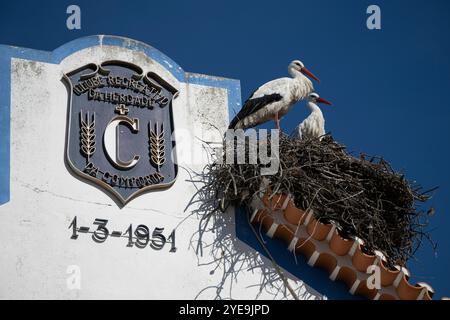 Störche (Ciconia ciconia) standen ... auf einem Nest auf einem Dach vor blauem Himmel in Comporta, einer Freguesie und einem Dorf in der Gemeinde Alcacer Stockfoto