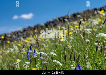 Wildflower Meadow Detail, Swaledale, Yorkshire Dales National Park, Yorkshire, England, Großbritannien Stockfoto