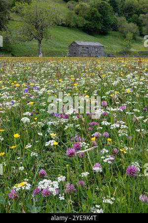 Hey & Wildflower Meadows in der Nähe von Muker, Swaledale, Yorkshire Dales National Park, Yorkshire, England, Großbritannien Stockfoto
