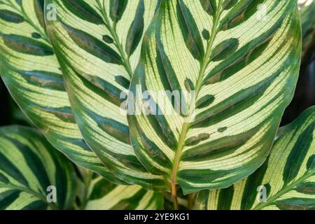 Peacock Plant Blätter, Calathea Makoyana Stockfoto