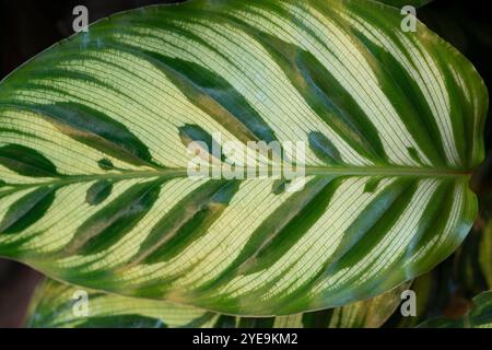 Peacock Plant Blätter, Calathea Makoyana Stockfoto