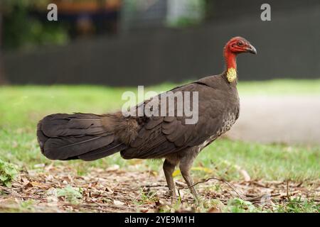 Australischer Pinsel Truthahn im Seitenprofil Stockfoto