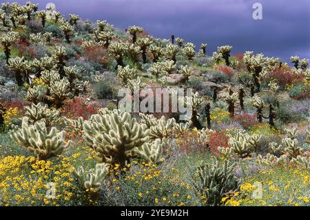 Cholla Cactus (Cylindropuntia), beleuchtet von Sonnenlicht mit bunten blühenden Pflanzen unter einem Himmel mit Regenwolken im Anza-Borrego Desert State Park, ... Stockfoto