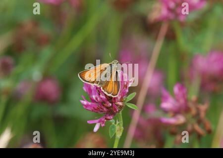 Kleiner Skipper Schmetterling - Thymelicus sylvestris Stockfoto