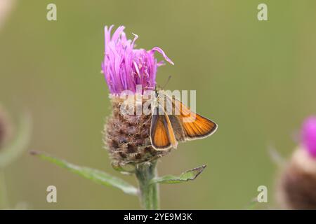 Kleine Skipper Schmetterling Weibchen - Thymelicus sylvestris Stockfoto