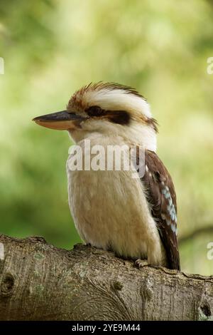 Lachende Kookaburra hockte auf einem Ast Stockfoto