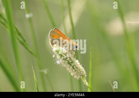 Kleine Skipper Schmetterling Weibchen - Thymelicus sylvestris Stockfoto