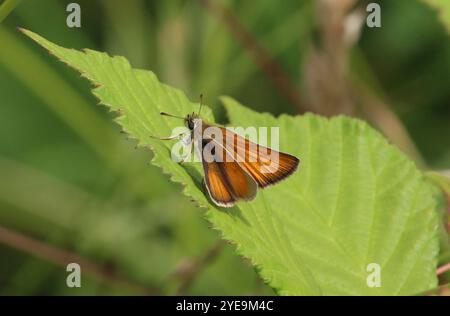 Kleine Skipper Schmetterling Weibchen - Thymelicus sylvestris Stockfoto