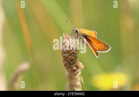 Kleine Skipper Schmetterling Weibchen - Thymelicus sylvestris Stockfoto