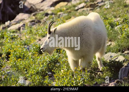 Die Bergziege (Oreamnos americanus) steht in blühenden Pflanzen an einem Berghang Stockfoto