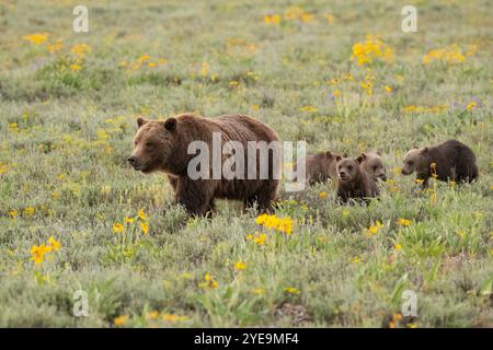 Grizzly Bär 399 und ihre vier Jungen im Juni 2020, Grand Teton National Park Stockfoto