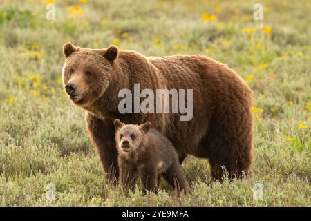 Grizzly Bär 399 mit einem ihrer vier Jungen, Juni 2020, Grand Teton National Park Stockfoto