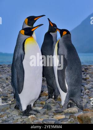 Vier Königspinguine auf den Felsen in der Fortuna Bay, mit einem sehr seltenen melanistischen Königspinguin (Aptenodytes patagonicus). Trotz seiner sehr ungewöhnlichen Farbe... Stockfoto