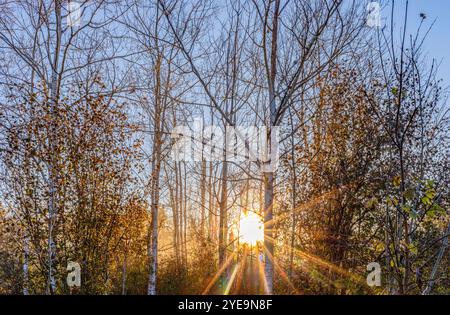 Sonnenlicht bricht im Herbst durch die Bäume; Ottawa Valley, Ontario, Kanada Stockfoto