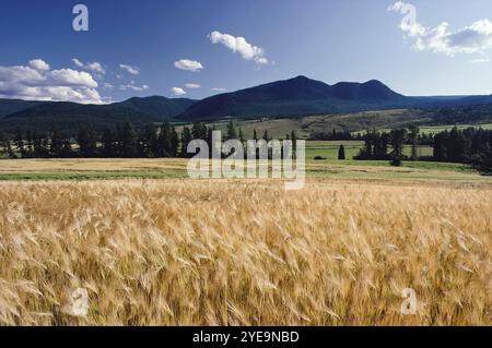 Reifendes Weizenfeld in der Region Okanagan in British Columbia, Kanada, östlich von Vernon; British Columbia, Kanada Stockfoto