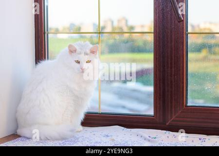 Eine flauschige weiße Katze liegt friedlich auf einer Fensterbank und sonnt sich im warmen Sonnenlicht, das durch das Glas filtert Stockfoto