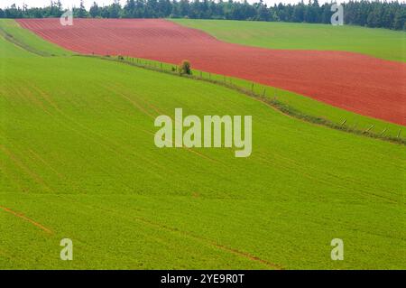 700-00011038 © J.A.Kraulis Model Release: No Property Release: No French River Area Queen's County Prince Edward Island, Kanada Stockfoto