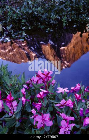 Alpine Wildblumen und Berggipfel im Auyuittug National Park, Baffin Island, Nunavut, Kanada; Kanada Stockfoto