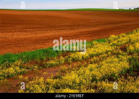 Farmland in der Nähe von Darnley Queens County, P.E.I., Kanada Stockfoto