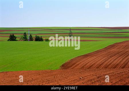 Farmland in der Nähe von Margate Queens County, P.E.I. Kanada Stockfoto