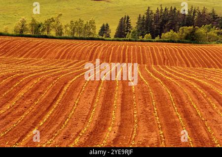 Sprouting Field Park Corner, Queen's County Prince Edward Island Kanada Stockfoto