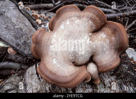 Birkenpolyporenpilze (Piptoporus betulinus), großer Bügel, der auf gefälltem Silberbirkenholz wächst, Berwickshire, Schottland, September. Stockfoto