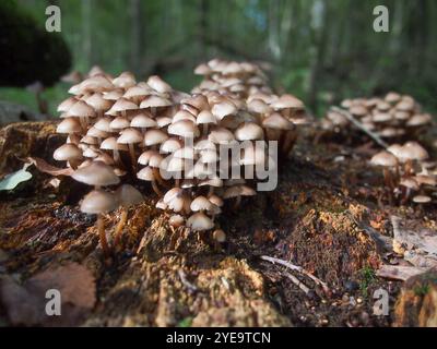 Pilzkolonie auf einem Baumstumpf im Herbstwald Stockfoto