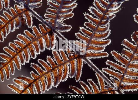 Bracken (Pteridium aquilinum) Detail der im Frühwinter mit Raureif bedeckten Wedel, Glen Affric National Nature Reserve, Inverness-shire, Schottland, Stockfoto