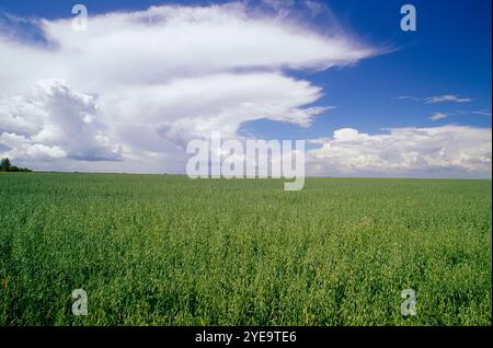 Weizen, Feld, Manitoba, Kanada Stockfoto