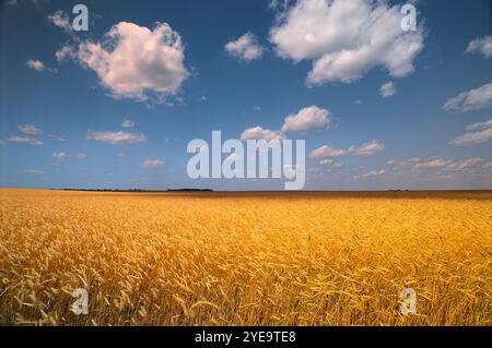 Wheat Field Manitoba, Kanada Stockfoto