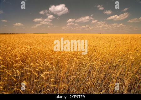 Wheat Field Manitoba, Kanada Stockfoto