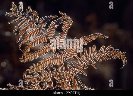 Bracken (Pteridium aquilinum)-Frond, bedeckt mit Raureif im frühen Winter, Glen Affric National Nature Reserve, Inverness-shire, Schottland, November Stockfoto