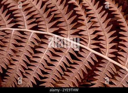 Bracken (Pteridium aquilinum) Detail von totem Frond im Herbst auf Lammermuir Hills, Berwickshire, Schottland, Oktober Stockfoto