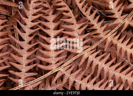 Bracken (Pteridium aquilinum) Detail von totem Frond im Herbst auf Lammermuir Hills, Berwickshire, Schottland, Oktober Stockfoto